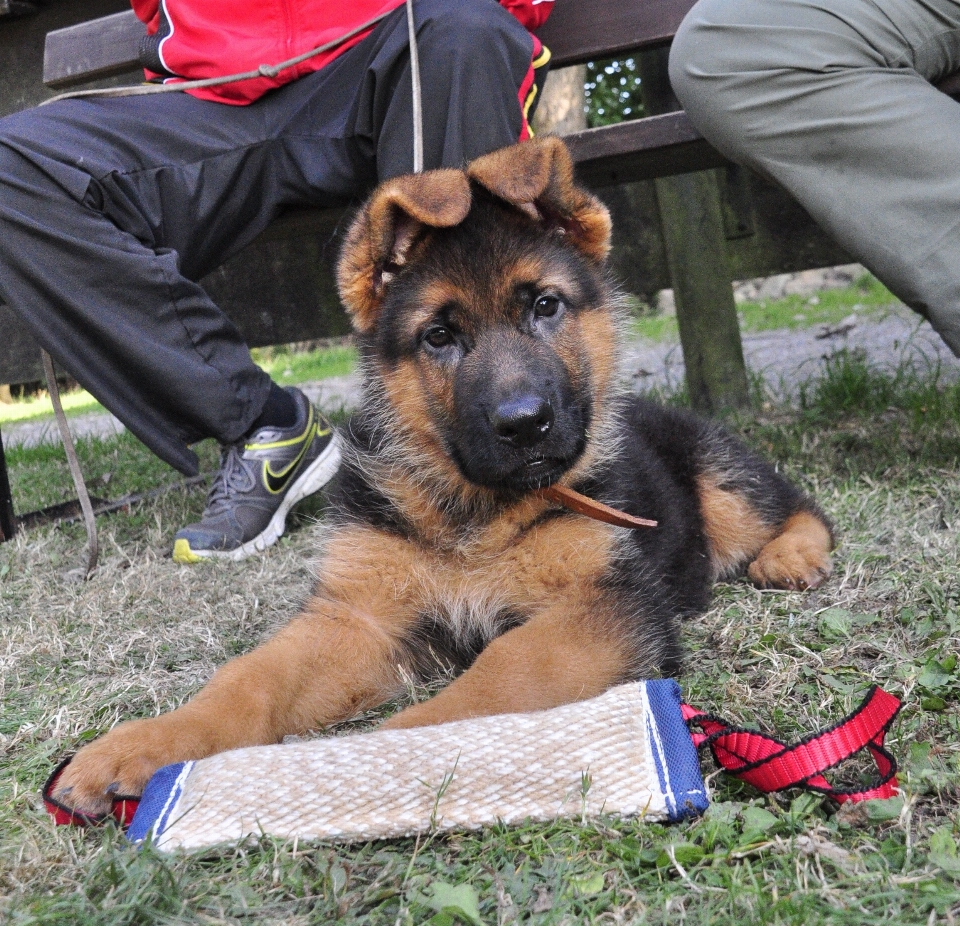 Köpek yavrusu evcil hayvan memeli