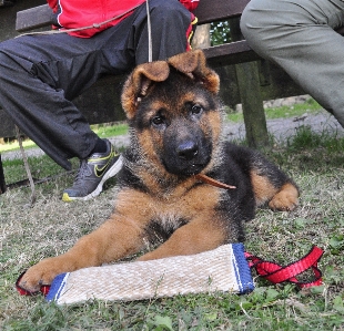 Foto Cachorro perro mascota mamífero