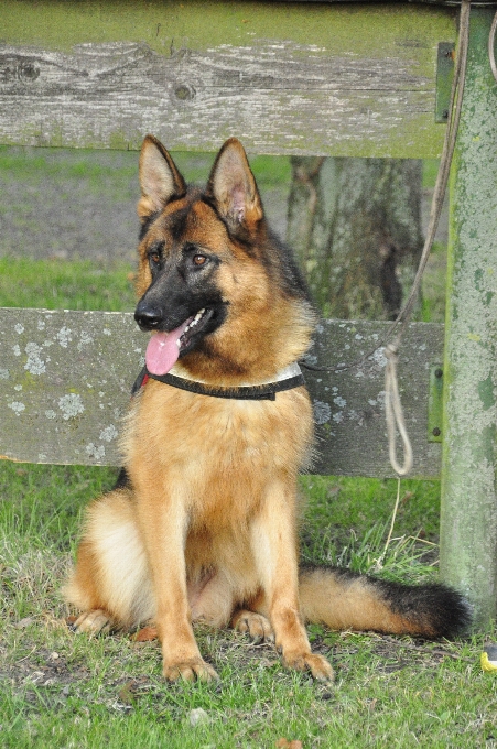 Chien animal de compagnie portrait mammifère