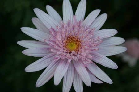 Plant flower petal bloom Photo