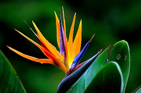 Nature grass branch blossom Photo