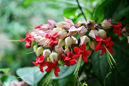 Nature blossom plant leaf Photo