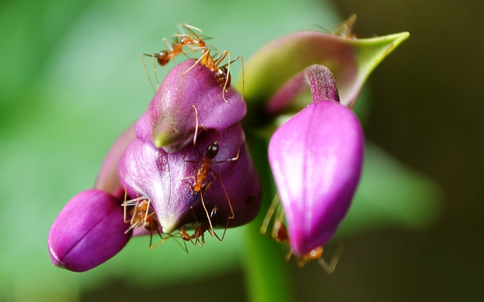 Natura kwitnąć zakład fotografia