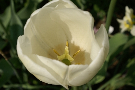 Nature plant white flower Photo