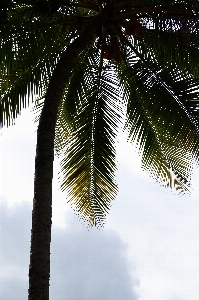 Coast tree branch plant Photo