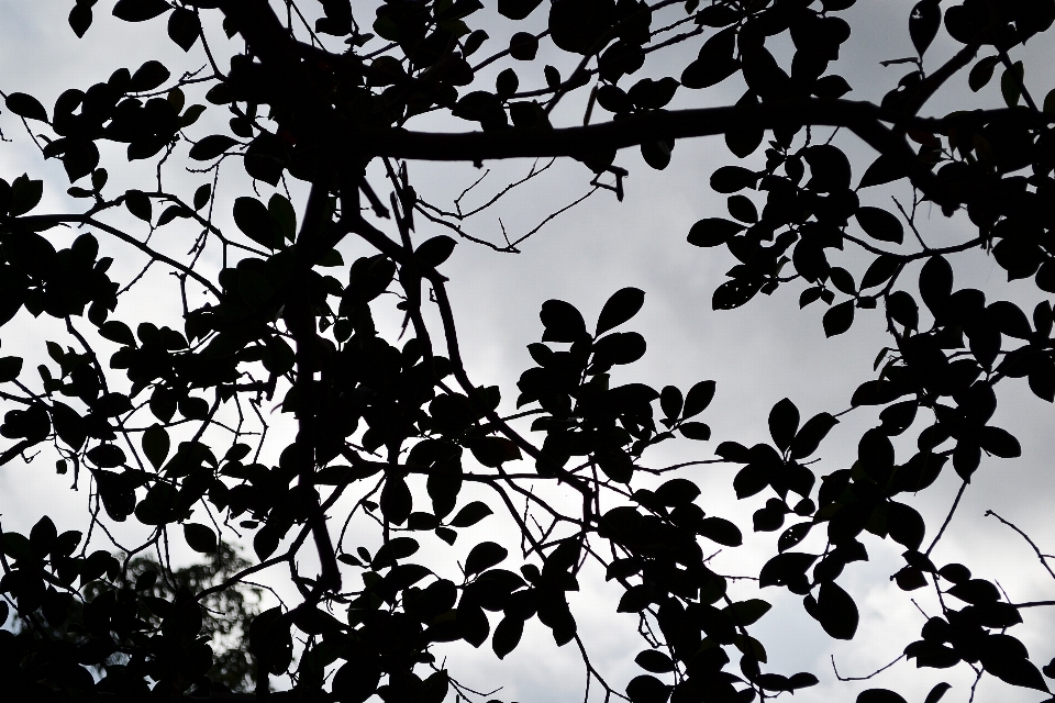 Baum zweig silhouette schwarz und weiß
