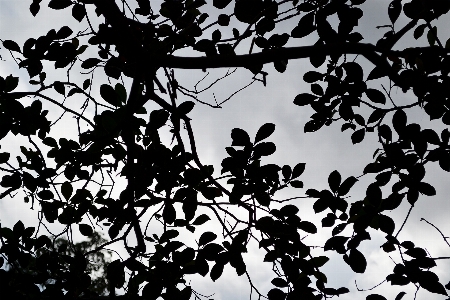 Foto Albero ramo silhouette bianco e nero
