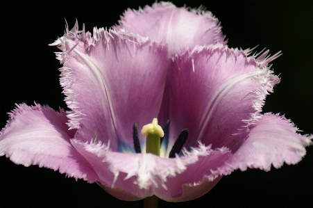 Nature blossom plant flower Photo