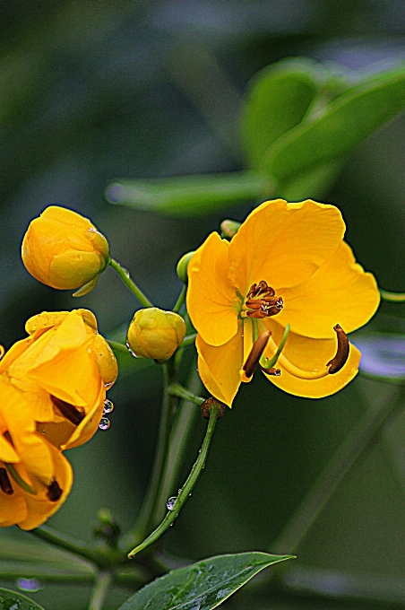 Blossom plant stem leaf