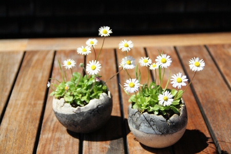 Nature blossom plant meadow Photo