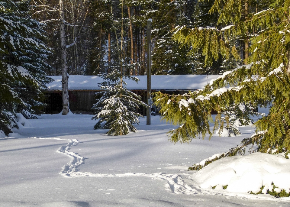 Landschaft baum wald schnee