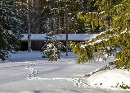 Landscape tree forest snow Photo