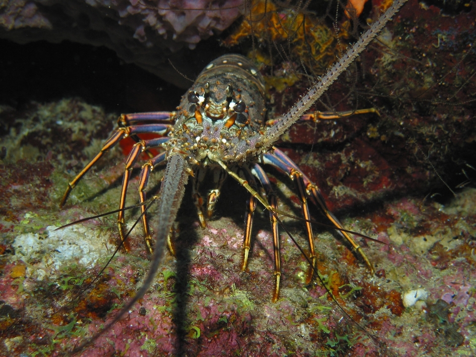 Laut satwa margasatwa bawah air