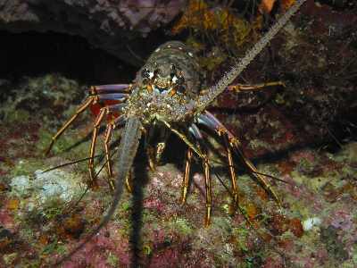 Sea ocean animal wildlife Photo