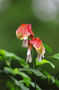 Nature blossom plant photography Photo