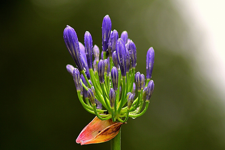 Natura fiore pianta fotografia