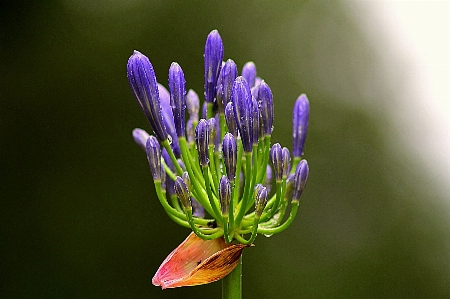 Nature blossom plant photography Photo