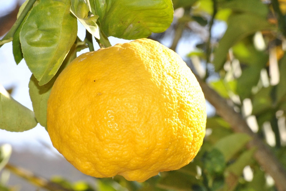 Planta fruta flor naranja