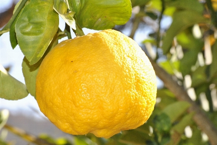 Foto Plantar fruta flor laranja