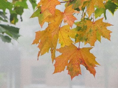 Tree branch plant mist Photo