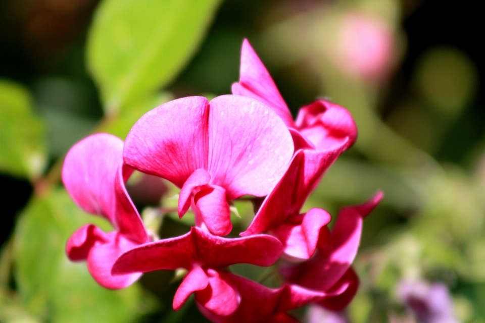 Natur blüte anlage blatt