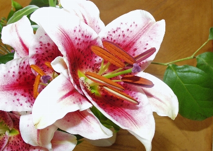 Nature blossom plant white Photo