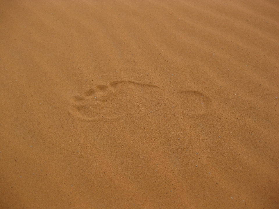 Sand wood desert floor