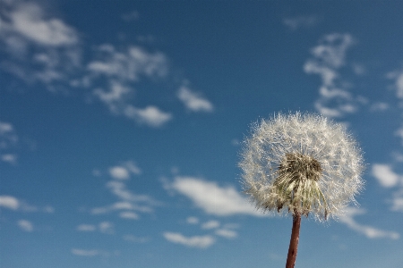 Nature grass light cloud Photo