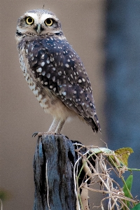 ブランチ 鳥 羽 野生動物 写真