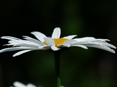 Nature blossom plant white Photo