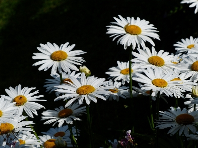 Blossom plant white meadow Photo