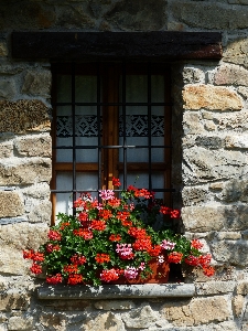 Rock plant flower window Photo