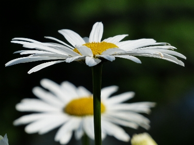 Nature blossom plant white Photo