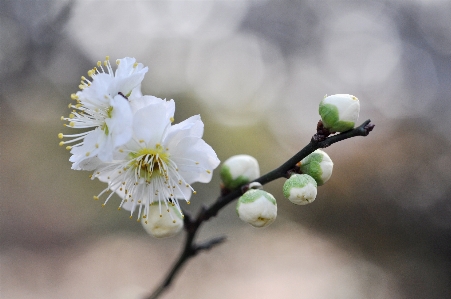 Nature branch blossom plant Photo