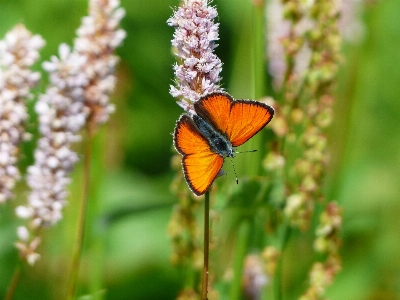 Nature grass plant photography Photo