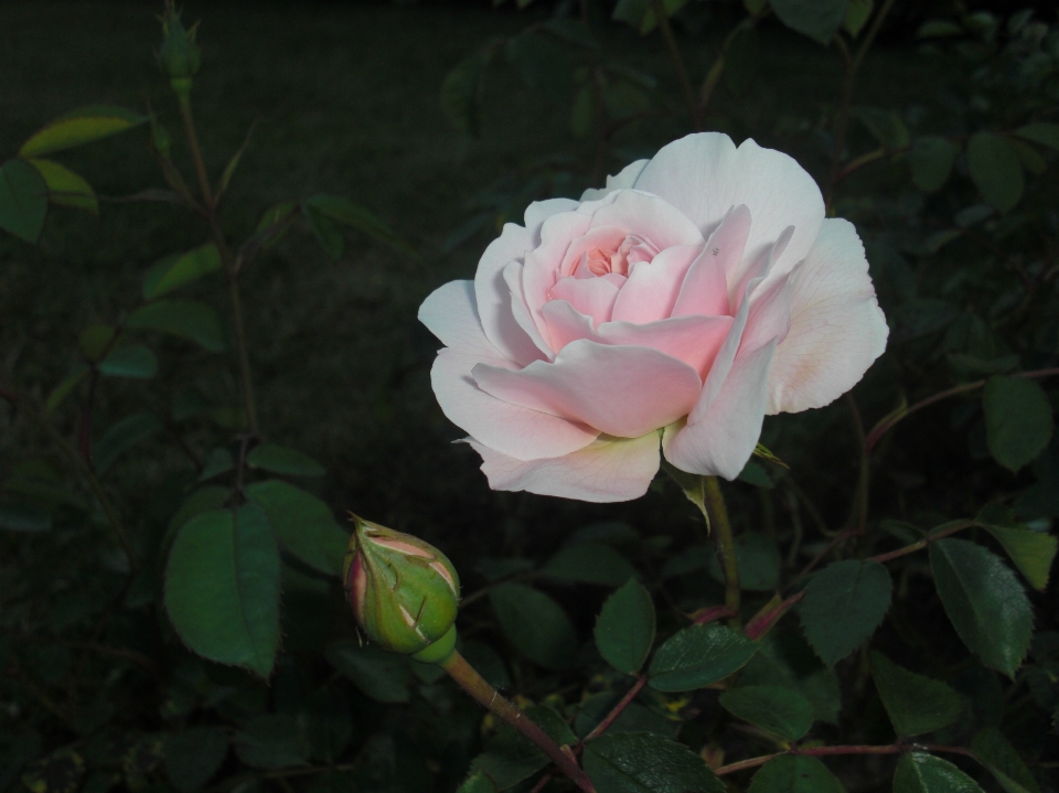 Blossom plant stem leaf