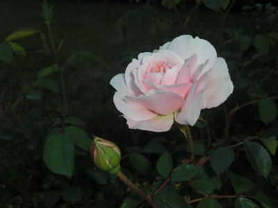 Blossom plant stem leaf Photo