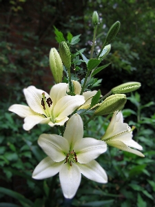 Foto Florecer planta blanco flor