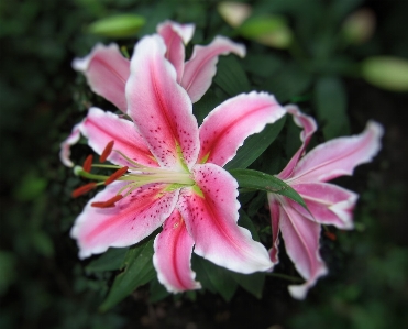 Foto Florecer planta flor pétalo