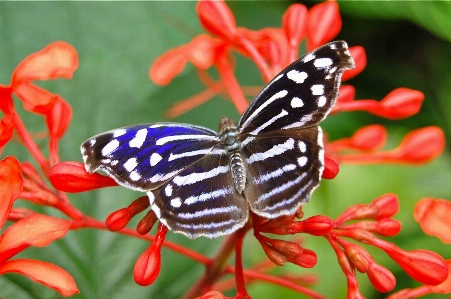 Doğa çiçek taç yaprağı böcek Fotoğraf