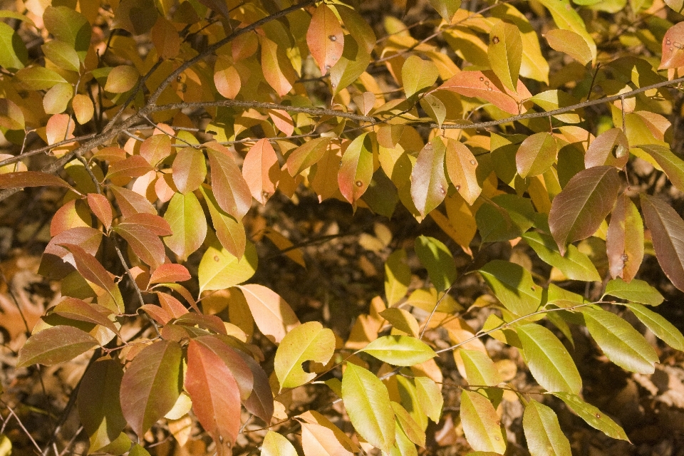 Baum zweig blüte anlage