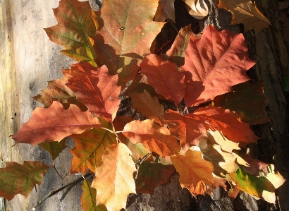 Tree branch plant leaf Photo