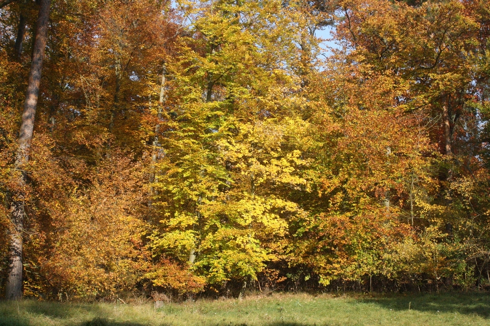 árbol naturaleza bosque rama