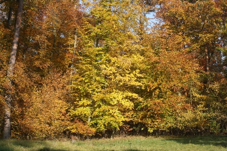 Tree nature forest branch Photo