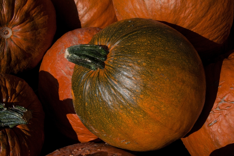 Tanaman buah oranye makanan