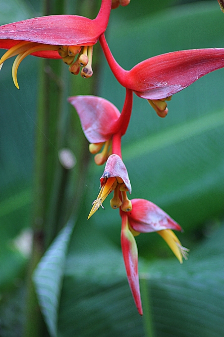 Blossom plant stem leaf