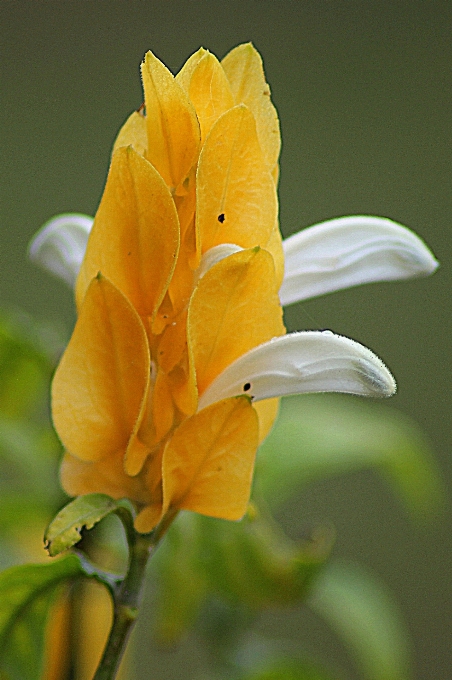 Blossom plant stem leaf