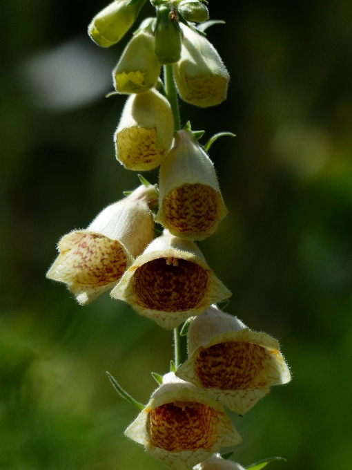 Natur blüte anlage blume