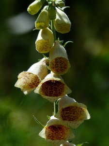 Foto Natura fiore pianta campana