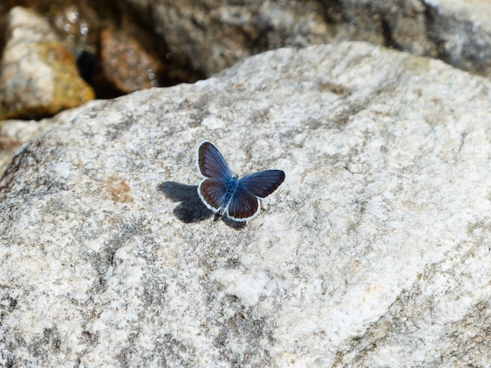 Wing flower insect blue